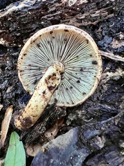 Hypholoma lateritium