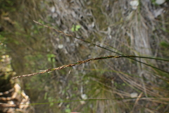 Carex cyanea