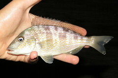 Orthopristis chrysoptera