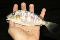 Orthopristis chrysoptera