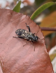 Exaireta spinigera