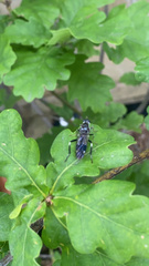 Exaireta spinigera