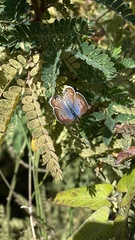 Leptotes marina