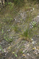 Carex cyanea