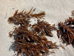 Sargassum sinclairii
