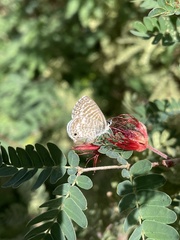 Leptotes marina