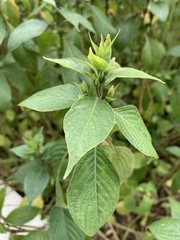 Eranthemum