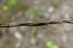 Carex cyanea