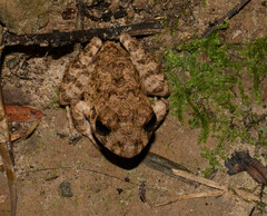 Oreobates quixensis