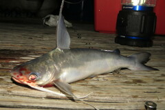 Bagre marinus