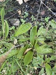 Plantago