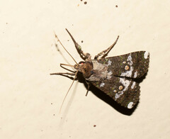 Acanthodica splendens