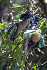 Cochlearius cochlearius