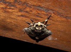 Megalopyge albicollis