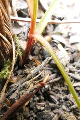 Carex cyanea