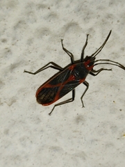 Caenocoris nerii