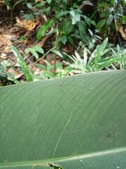 Sclerosomatidae