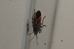 Neacoryphus bicrucis