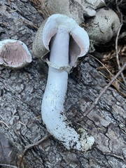 Agaricus hondensis