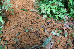 Manis pentadactyla pentadactyla