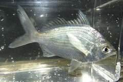 Eucinostomus gula