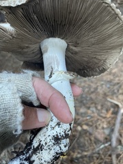 Agaricus hondensis