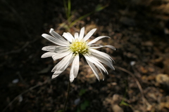 Brachyscome sinclairii