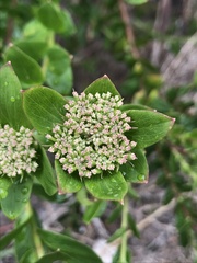 Platysace lanceolata