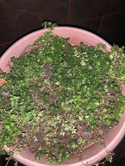 Callisia repens