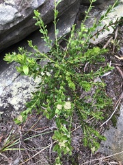 Platysace lanceolata