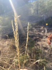 Melica californica