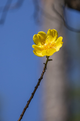 Cochlospermum vitifolium