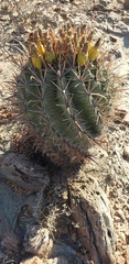 Ferocactus townsendianus