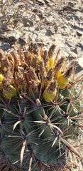 Ferocactus townsendianus