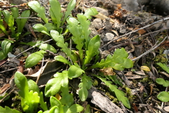 Brachyscome sinclairii