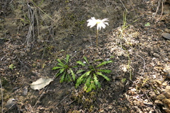 Brachyscome sinclairii