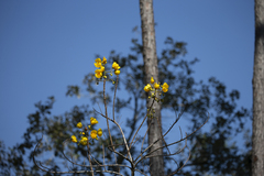 Cochlospermum vitifolium