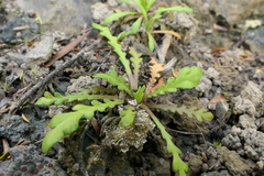 Brachyscome sinclairii