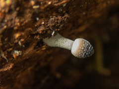 Mycena nargan