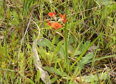 Dillwynia hispida