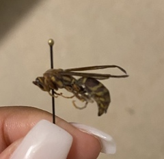 Polistes exclamans