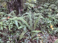 Nephrolepis exaltata