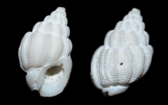 Nassariidae