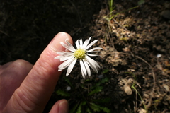 Brachyscome sinclairii