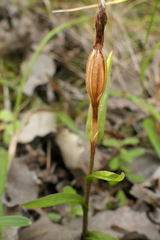 Pterostylis alobula