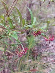 Grevillea diffusa