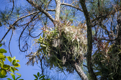 Tillandsia streptophylla