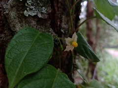 Solanum ionidium