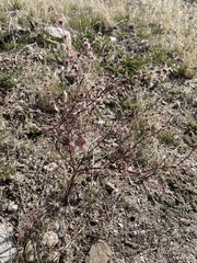 Eriogonum gracile