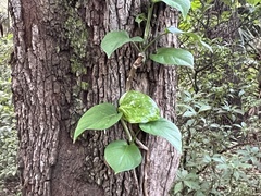Epipremnum